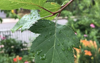 A leaf from a Washington hawthorn tree (Crataegus phaenopyrum) in a suburban yard.